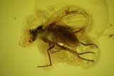 Fossil Fly (Diptera) In Baltic Amber With Very Detailed Eyes #145481-2